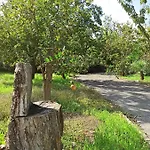 La Terra Dei Ciliegi Tra L'etna E Il Mare Di Taormina